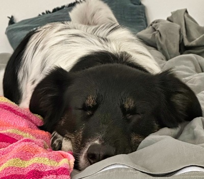 FARAH - sehr freundlich, treu, verschmust, sensibel, lebhaft, lernfreudig, Mischling (Video auf HP) - Betreuungsplatz Wien - Hündin