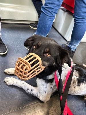 FARAH - sehr freundlich, treu, verschmust, sensibel, lebhaft, lernfreudig, Mischling (Video auf HP) - Betreuungsplatz Wien - Hündin