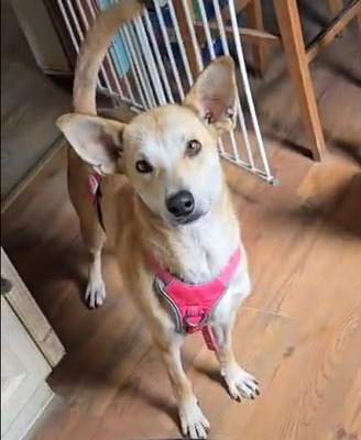 FAYE - R E S E R V I E R T !!!!! sehr lieb und ruhig, verschmust, gelehrig, sanftmütig, offenes Wesen