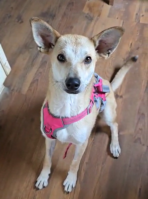 FAYE - R E S E R V I E R T !!!!! sehr lieb und ruhig, verschmust, gelehrig, sanftmütig, offenes Wesen, Mischling (Video auf HP) - Betreuungsplatz NÖ - Hündin