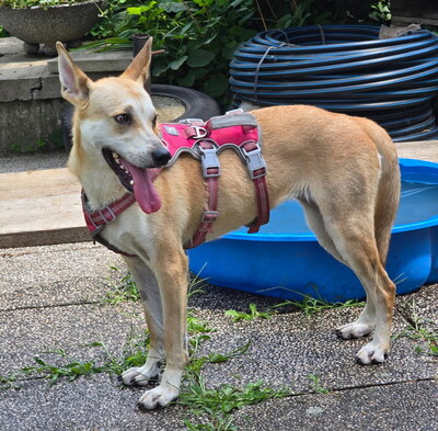 FAYE - R E S E R V I E R T !!!!! sehr lieb und ruhig, verschmust, gelehrig, sanftmütig, offenes Wesen, Mischling (Video auf HP) - Betreuungsplatz NÖ - Hündin