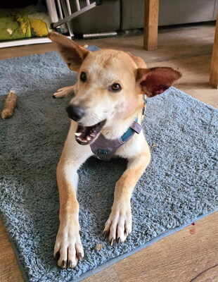 FAYE - R E S E R V I E R T !!!!! sehr lieb und ruhig, verschmust, gelehrig, sanftmütig, offenes Wesen, Mischling (Video auf HP) - Betreuungsplatz NÖ - Hündin