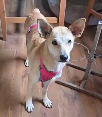 FAYE - R E S E R V I E R T !!!!! sehr lieb und ruhig, verschmust, gelehrig, sanftmütig, offenes Wesen, Mischling (Video auf HP) - Betreuungsplatz NÖ - Hündin