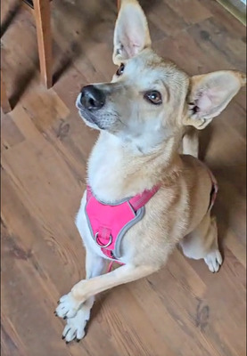 FAYE - R E S E R V I E R T !!!!! sehr lieb und ruhig, verschmust, gelehrig, sanftmütig, offenes Wesen, Mischling (Video auf HP) - Betreuungsplatz NÖ - Hündin