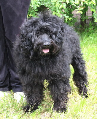 FELIX - sehr verschmust, anhänglich, neugierig, gelehrig, lebhaft, reagiert in stressigen Situationen manchmal unsicher, Puli Mischling (Video auf HP) - Rüde