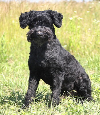 FELIX - sehr verschmust, anhänglich, neugierig, gelehrig, lebhaft, reagiert in stressigen Situationen manchmal unsicher, Puli Mischling (Video auf HP) - Rüde