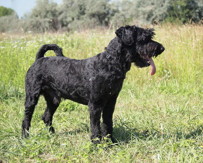 FELIX - sehr verschmust, anhänglich, neugierig, gelehrig, lebhaft, reagiert in stressigen Situationen manchmal unsicher, Puli Mischling (Video auf HP) - Rüde