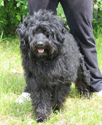 FELIX - sehr verschmust, anhänglich, neugierig, gelehrig, lebhaft, reagiert in stressigen Situationen manchmal unsicher, Puli (Video-Link vorhanden) - Rüde