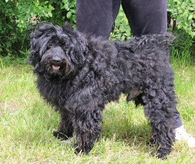 FELIX - sehr verschmust, anhänglich, neugierig, gelehrig, lebhaft, reagiert in stressigen Situationen manchmal unsicher, Puli (Video auf HP) - Rüde