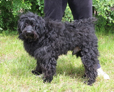 FELIX - sehr verschmust, anhänglich, neugierig, gelehrig, lebhaft, reagiert in stressigen Situationen manchmal unsicher, Puli (Video auf HP) - Rüde