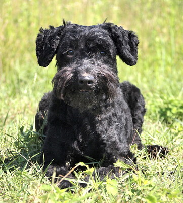 FELIX - sehr verschmust, anhänglich, neugierig, gelehrig, lebhaft, reagiert in stressigen Situationen manchmal unsicher, Puli (Video auf HP) - Rüde