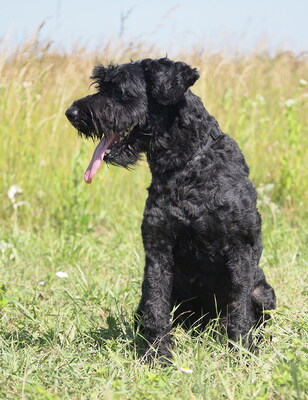 FELIX - sehr verschmust, anhänglich, neugierig, gelehrig, lebhaft, reagiert in stressigen Situationen manchmal unsicher, Puli (Video auf HP) - Rüde