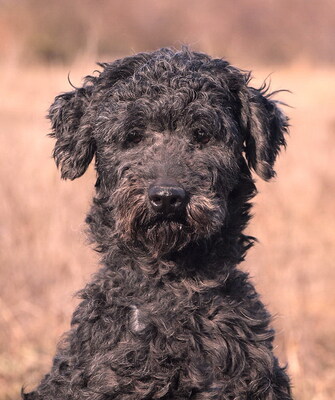 FERDINAND (Augenerkrankung) - NOTFALL !!!!! menschenorientiert und freundlich, verschmust, großer Bewegungsdrang, gelehrig, Puli - Rüde
