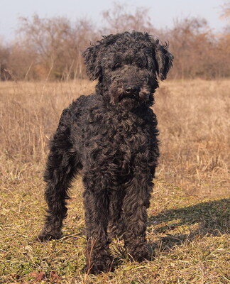 FERDINAND (Augenerkrankung) - NOTFALL !!!!! menschenorientiert und freundlich, verschmust, großer Bewegungsdrang, gelehrig, Puli - Rüde