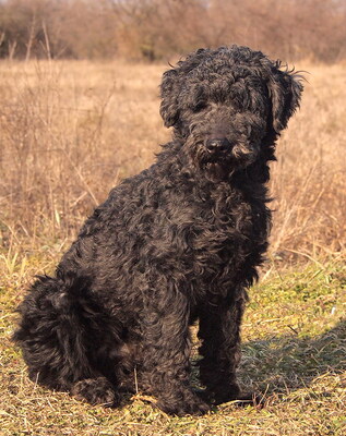 FERDINAND (Augenerkrankung) - R E S E R V I E R T !!!!! menschenorientiert und freundlich, verschmust, großer Bewegungsdrang, gelehrig, Puli - Rüde