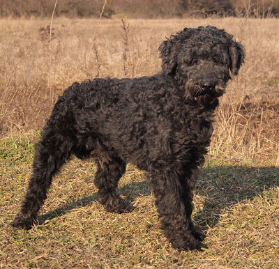 FERDINAND (Augenerkrankung) - R E S E R V I E R T !!!!! menschenorientiert und freundlich, verschmust, großer Bewegungsdrang, gelehrig, Puli - Rüde