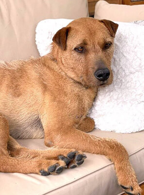 FERRO - R E S E R V I E R T !!!!! menschenbezogen und sehr freundlich, kinderlieb, charmant, klug, sehr gelehrig, aufmerksam, lebhaft, Mischling (Video auf HP) - Betreuungsplatz Burgenland - Rüde