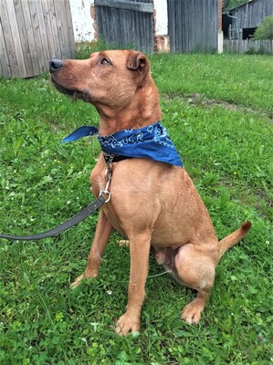 FERRO - R E S E R V I E R T !!!!! menschenbezogen und sehr freundlich, kinderlieb, charmant, klug, sehr gelehrig, aufmerksam, lebhaft, Mischling (Video auf HP) - Betreuungsplatz Burgenland - Rüde