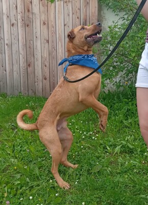 FERRO - R E S E R V I E R T !!!!! menschenbezogen und sehr freundlich, kinderlieb, charmant, klug, sehr gelehrig, aufmerksam, lebhaft, Mischling (Video auf HP) - Betreuungsplatz Burgenland - Rüde