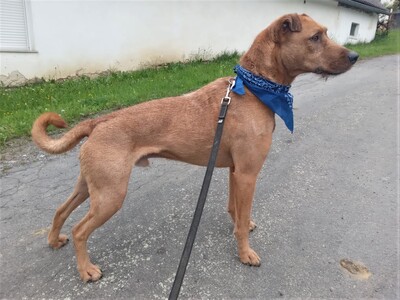 FERRO - R E S E R V I E R T !!!!! menschenbezogen und sehr freundlich, kinderlieb, charmant, klug, sehr gelehrig, aufmerksam, lebhaft, Mischling (Video auf HP) - Betreuungsplatz Burgenland - Rüde