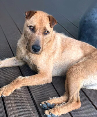 FERRO - R E S E R V I E R T !!!!! menschenbezogen und sehr freundlich, kinderlieb, charmant, klug, sehr gelehrig, aufmerksam, lebhaft, Mischling (Video auf HP) - Betreuungsplatz Burgenland - Rüde