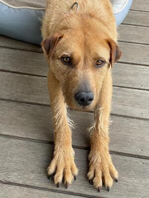 FERRO - R E S E R V I E R T !!!!! menschenbezogen und sehr freundlich, kinderlieb, charmant, klug, sehr gelehrig, aufmerksam, lebhaft, Mischling (Video auf HP) - Betreuungsplatz Burgenland - Rüde