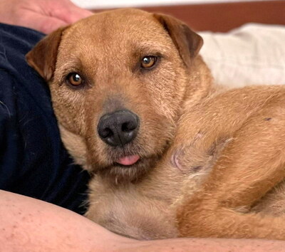 FERRO - R E S E R V I E R T !!!!! menschenbezogen und sehr freundlich, kinderlieb, charmant, klug, sehr gelehrig, aufmerksam, lebhaft, Mischling (Video auf HP) - Betreuungsplatz Burgenland - Rüde