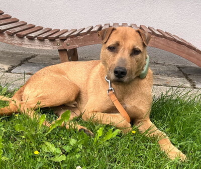 FERRO - menschenorientiert, sehr freundlich, kinderlieb, klug, sehr gelehrig, aufmerksam, bewegungsfreudig, Jagdtrieb, nicht zu Kleintieren, Mischling (Video-Link vorhanden) - Burgenland - Rüde