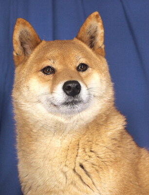 FIBI - R E S E R V I E R T !!!!! sehr lieb und anhänglich, neugierig, gelehrig, anfangs etwas ängstlich, Shiba Inu - Hündin