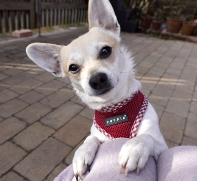 FIDELIA, Chihuahuamischling - Hündin