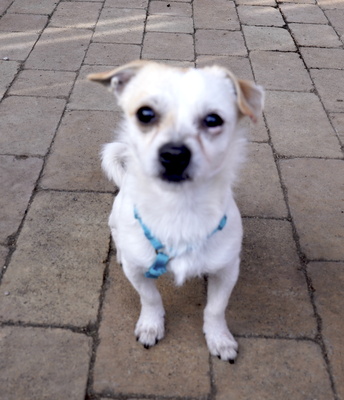 FIDELIO, Chihuahuamischling - Rüde