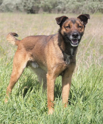 FIDO - freundlich, anhänglich, neugierig, lebhaft, intelligent, als Zweithund nur zu einer Hündin, Mischling - Rüde