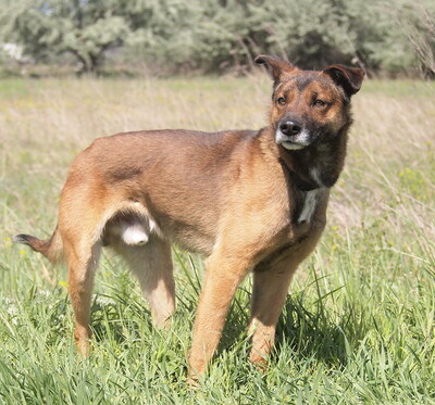 FIDO - freundlich, anhänglich, neugierig, lebhaft, intelligent, als Zweithund nur zu einer Hündin, Mischling - Rüde