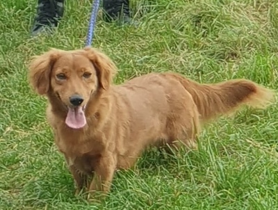 FIFFY, Langhaardackel-Sheltiemix - Hündin