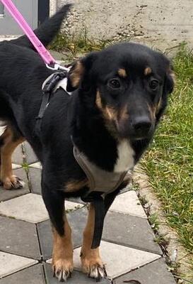 FIFI, Mischling - Hündin