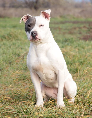 FIFI - bei Bezugspersonen überaus freundlich und anhänglich, bei fremden Menschen unsicher, nervös, misstrauisch, möglicherweise anfangs aggressiv, American Staffordshire Terrier - Hündin