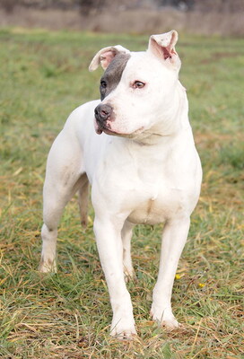 FIFI - bei Bezugspersonen überaus freundlich und anhänglich, bei fremden Menschen unsicher, nervös, misstrauisch, möglicherweise anfangs aggressiv, American Staffordshire Terrier - Hündin