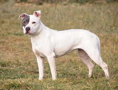FIFI - bei Bezugspersonen überaus freundlich und anhänglich, bei fremden Menschen unsicher, nervös, misstrauisch, möglicherweise anfangs aggressiv, American Staffordshire Terrier - Hündin