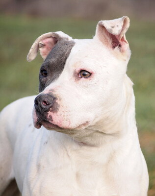 FIFI - bei Bezugspersonen überaus freundlich und anhänglich, bei fremden Menschen unsicher, nervös, misstrauisch, möglicherweise anfangs aggressiv, American Staffordshire Terrier (Video auf HP) - Hündin