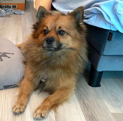 FIFO, Spitzmix - Rüde