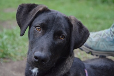 FILIPKO, Mischling - Rüde