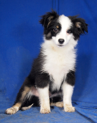 FINLEY - R E S E R V I E R T !!!!! menschenorientiert, offenes Wesen, verschmust, sehr lebhaft und intelligent, katzenverträglich, Mini Australian Shepherd Welpen - Rüde