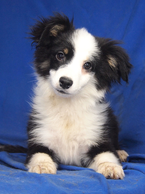 FINLEY - R E S E R V I E R T !!!!! menschenorientiert, offenes Wesen, verschmust, sehr lebhaft und intelligent, katzenverträglich, Mini Australian Shepherd Welpen - Rüde