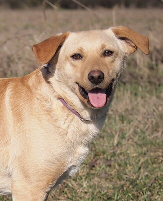FINN - lebenslustig, sehr freundlich, verschmust, lebhaft, neugierig, intelligent