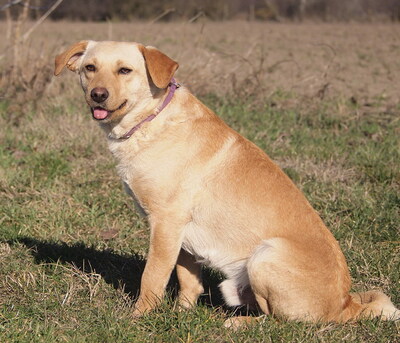 FINN - lebenslustig, sehr freundlich, verschmust, lebhaft, neugierig, intelligent, Mischling - Rüde