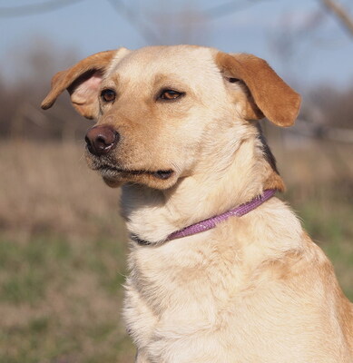 FINN - lebenslustig, sehr freundlich, verschmust, lebhaft, neugierig, intelligent, Mischling - Rüde
