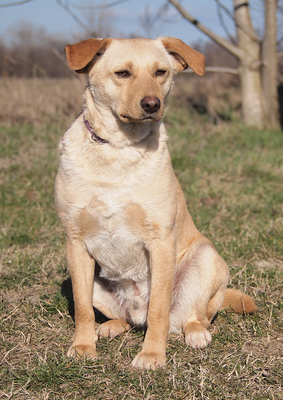FINN - lebenslustig, sehr freundlich, verschmust, lebhaft, neugierig, intelligent, Mischling - Rüde