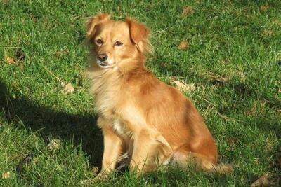 FINO, Mischling - Rüde