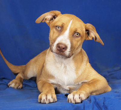 FINO - liebenswert und verschmust, lebenslustig, verspielt, gelehrig, lebhaft