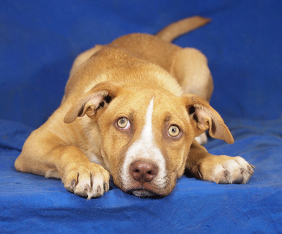 FINO - liebenswert und verschmust, lebenslustig, verspielt, gelehrig, lebhaft, Mischling - Rüde